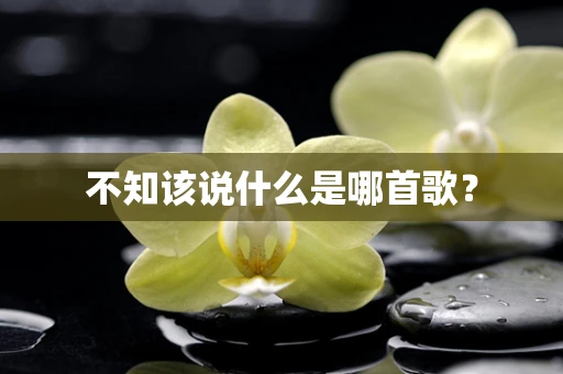 不知该说什么是哪首歌？