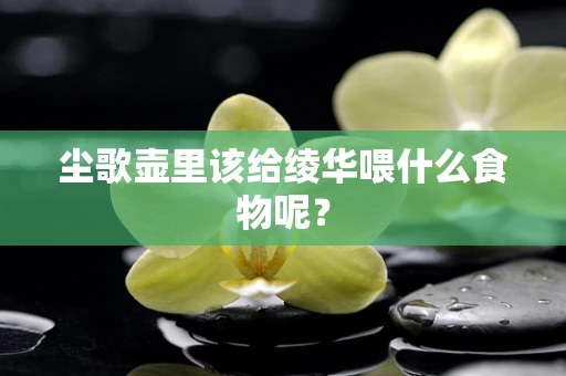 尘歌壶里该给绫华喂什么食物呢？