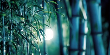 那首助眠的竹之歌究竟叫什么？