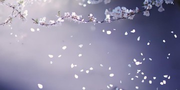 愿你从此无所怕出自哪首歌？