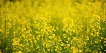 油菜开花是怎样的一首侗歌？