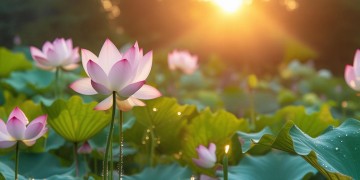 莲香广播操是怎样一首歌？