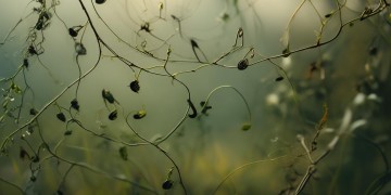 难诉离歌还有其他名字吗？