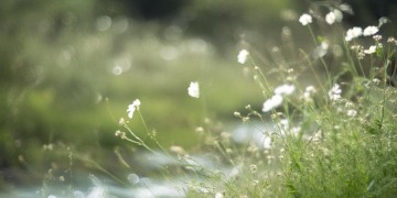 阿衰昔日的友谊究竟是什么歌？