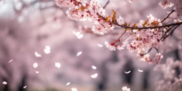 就算落泪又怎样究竟是哪首歌？