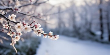 冬天的梅花究竟是什么歌？