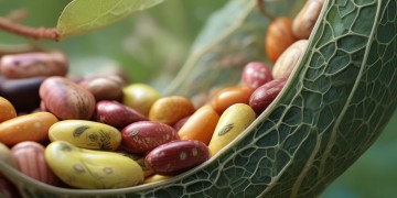 豆子从豆荚里来究竟是哪首歌？